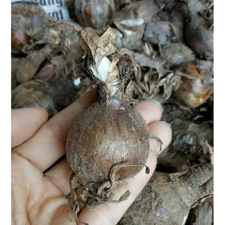 Củ giống hoa bỉ ngạn hoa màu hồng