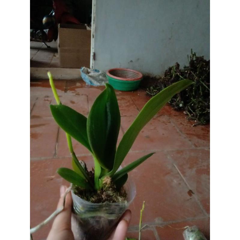 HOA LAN HỒ ĐIÊP ĐẠI ĐÃ CÓ NGỒNG