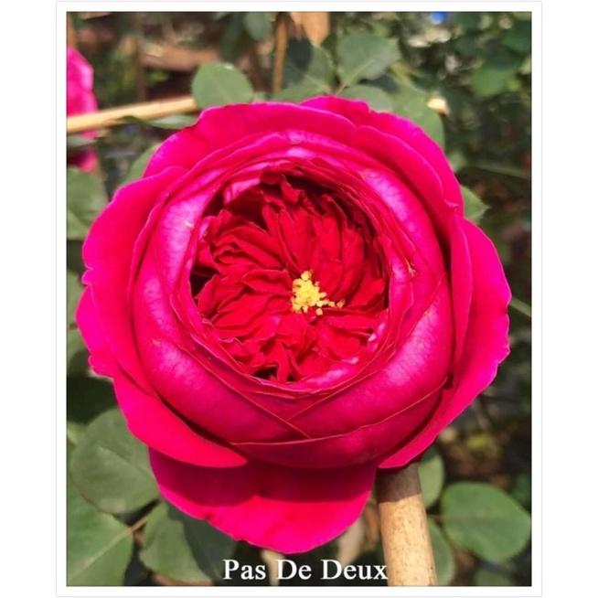 Chậu hoa Hồng ngoại Pas de Deux nguyên bản