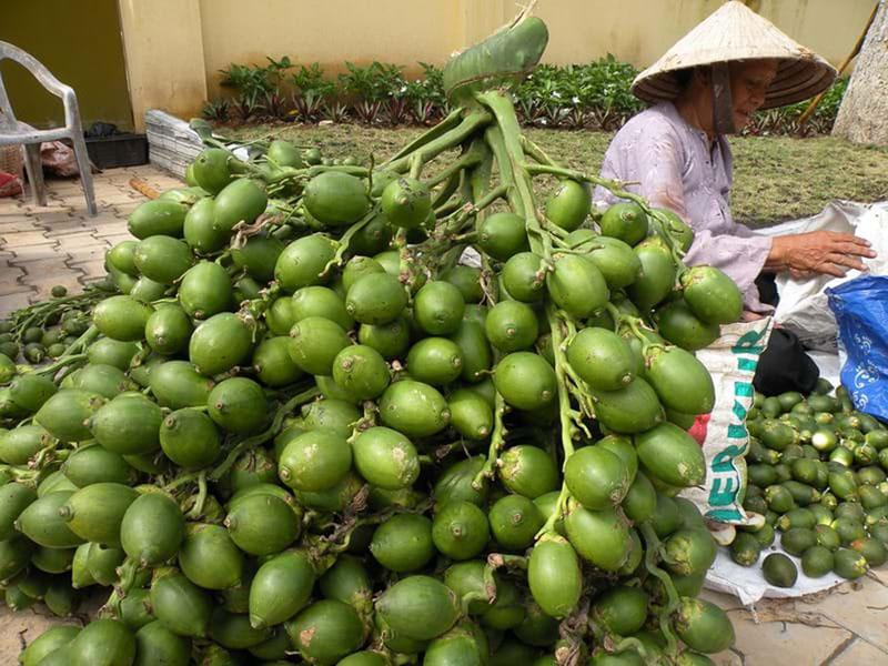 CÂY GIỐNG CAU ĂN TRẦU TỨ QUÝ bầu to CAO HƠN 1M RỒI