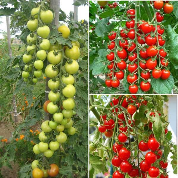 Gói 150 hạt giống cà chua chuỗi ngọc lai F1 Loại Siêu Dễ Trồng & Dễ Thu Hoạch kháng bệnh tốt Cửa Hàng Hạt Giống Uy Tín