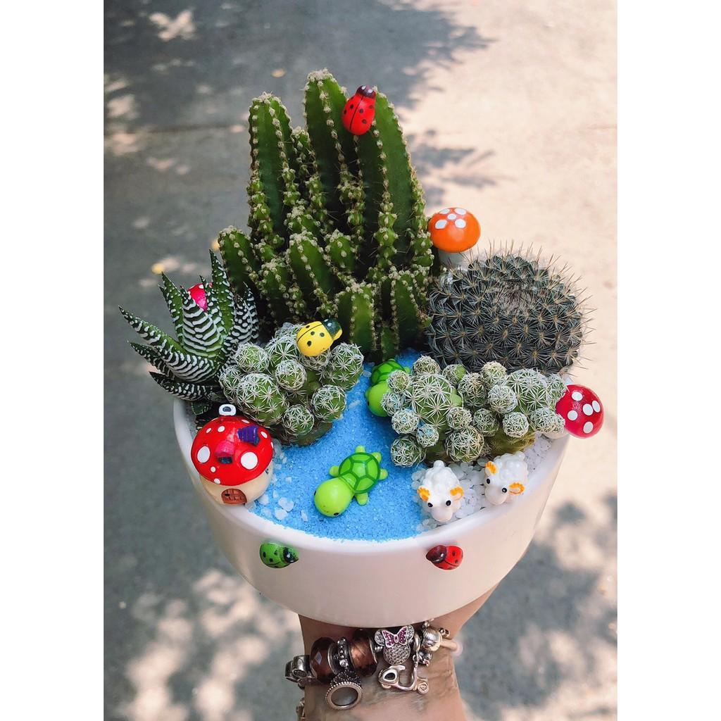 Chậu sen đá tiểu cảnh để bàn