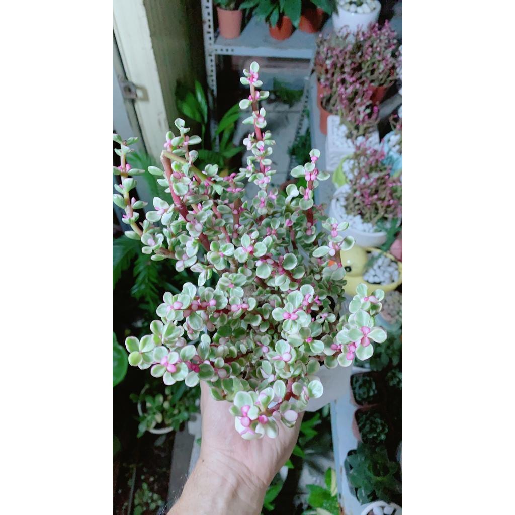 Cây Cành Vàng Lá Ngọc