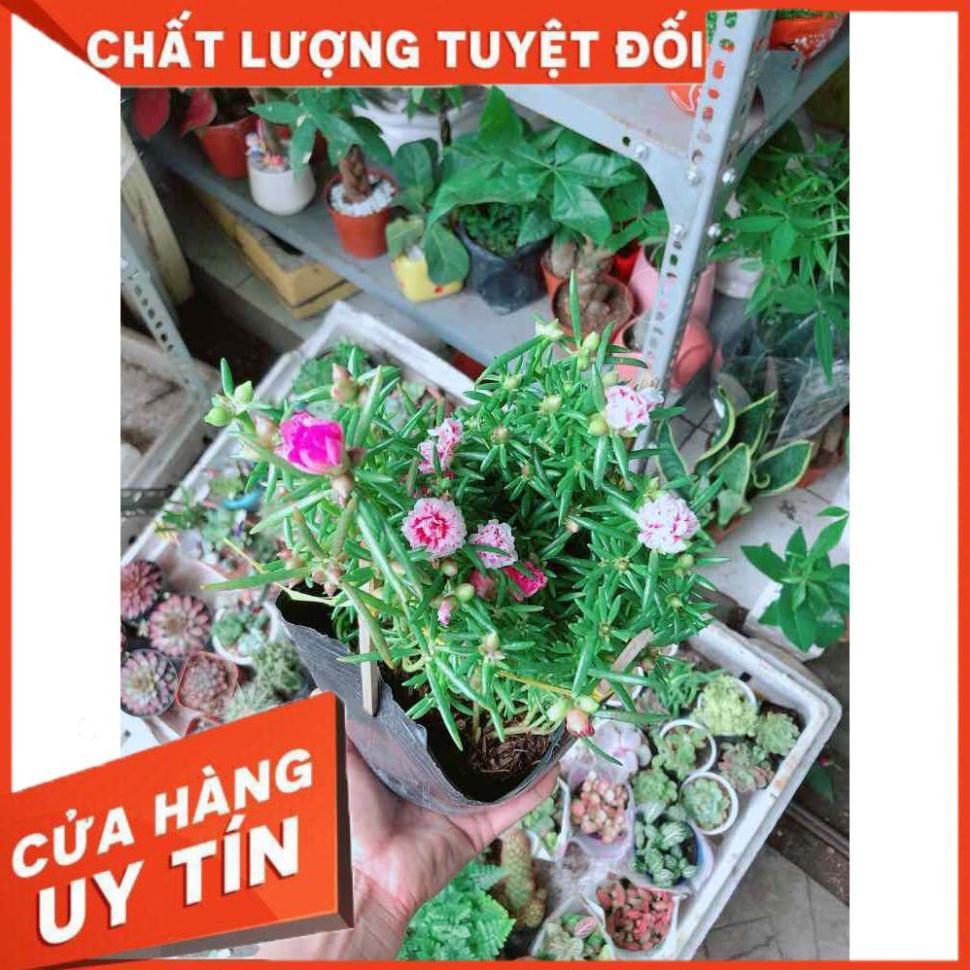Hoa Mười Giờ Mỹ Nhiều Người Mua
