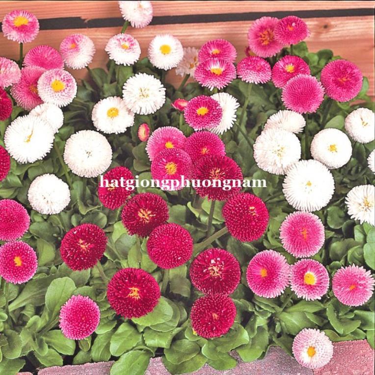 100H - HẠT GIỐNG HOA CÚC ANH TRÒN LÙN 15 CM