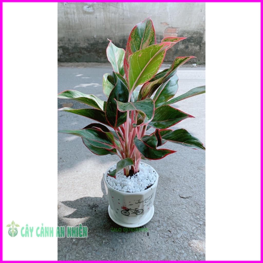 Chậu Cây Phú Quý Để Bàn