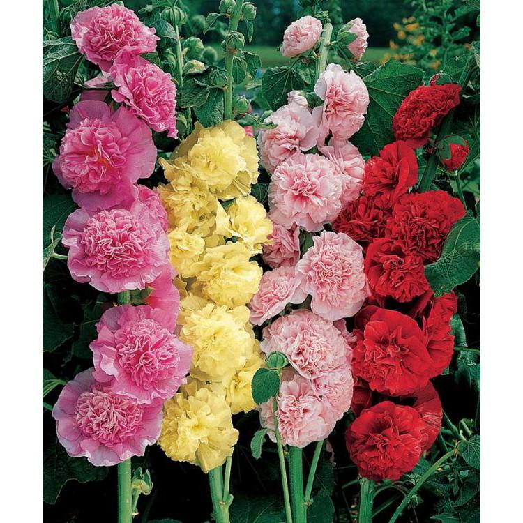 Combo 2 gói hạt giống hoa mãng đình hồng đơn và kép mix