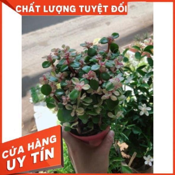 Sen đá đô la trắng