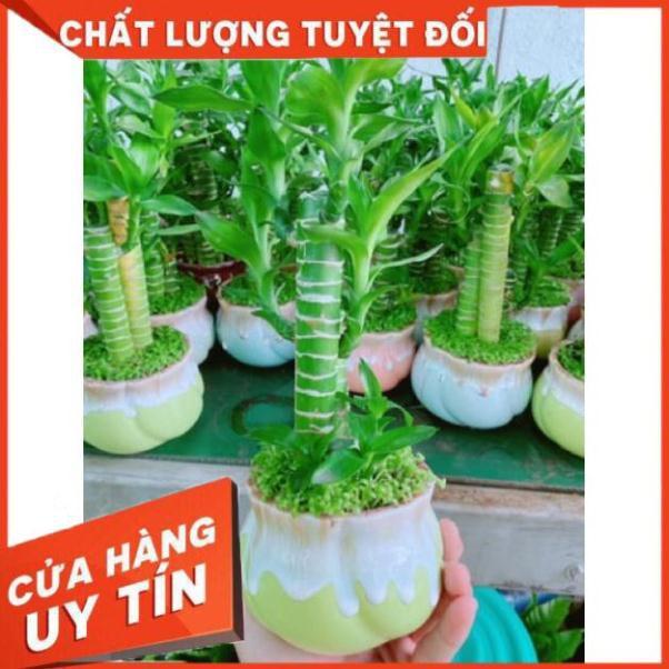 Chậu phát tài giò gà hay chân gà