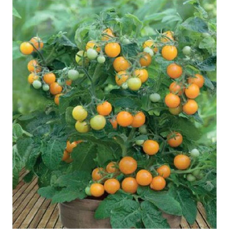 Hạt giống cà chua bi lùn vàng 30 hạt/gói