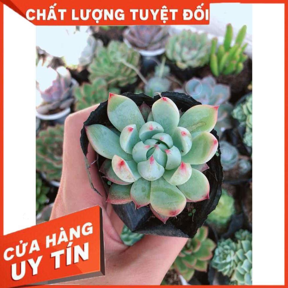 Combo 10 cây sen đá Nhiều Người Mua