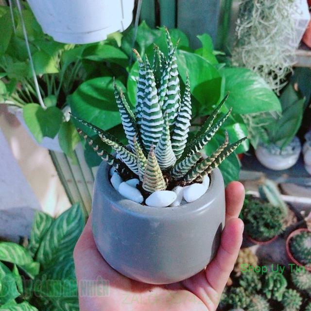 Chậu Móng Rồng