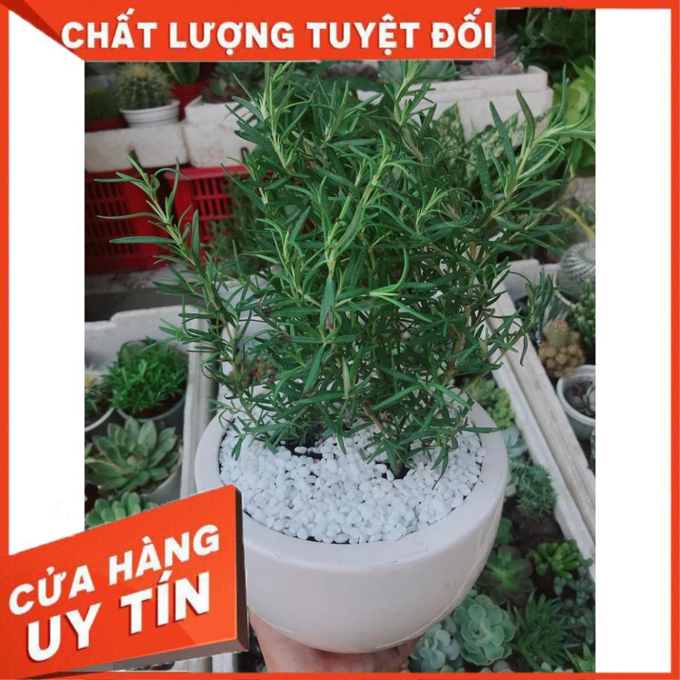 Chậu hương thảo