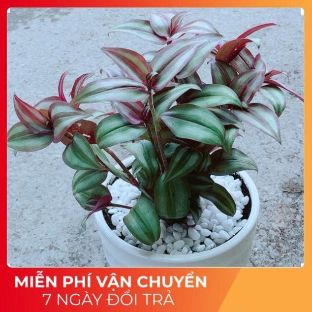 Chậu Thài Lài Tím