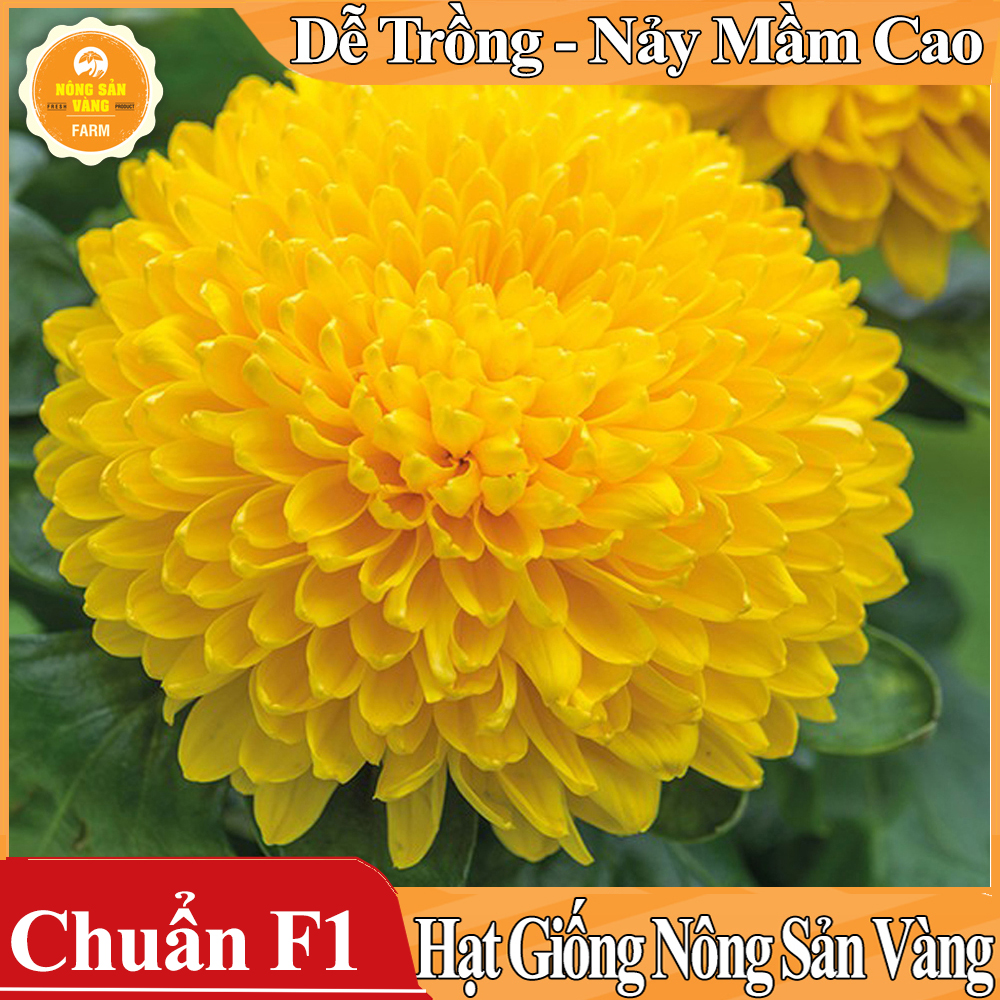 Hạt giống Hoa Cúc Vàng Đại Đóa ( Gói 100 Hạt ) - Nông Sản Vàng