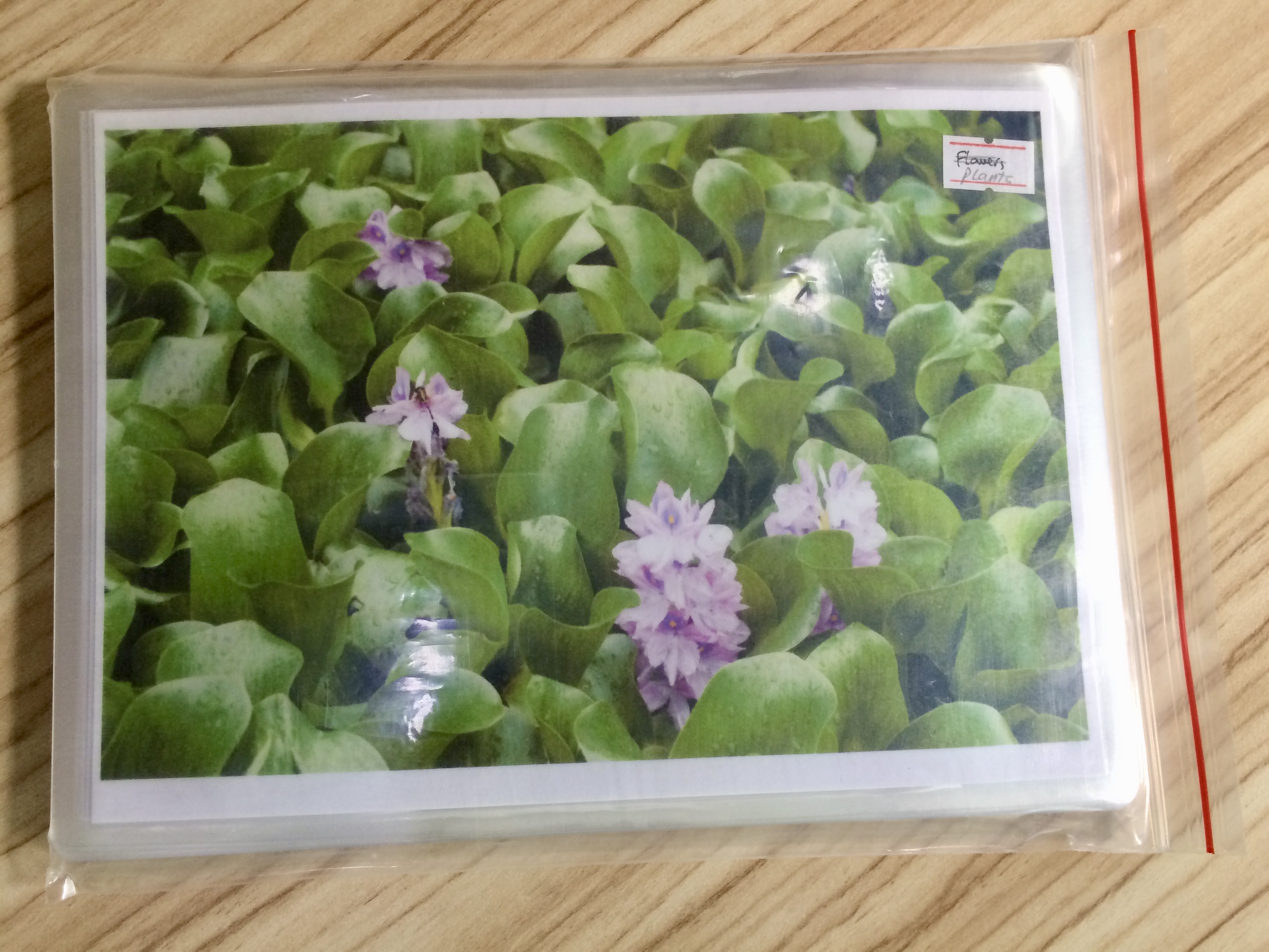 Plant Flashcards - Thẻ học tiếng Anh chủ đề thực vật - 20 cards