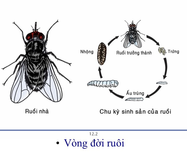 Chế phẩm xử lý ruồi thế hệ mối RADO 2.5% 