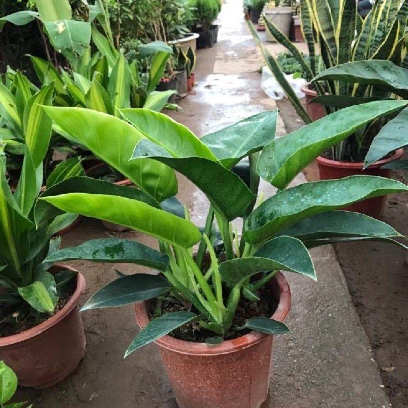 Trầu Bà Đế Vương  Xanh - Vàng  - Đỏ