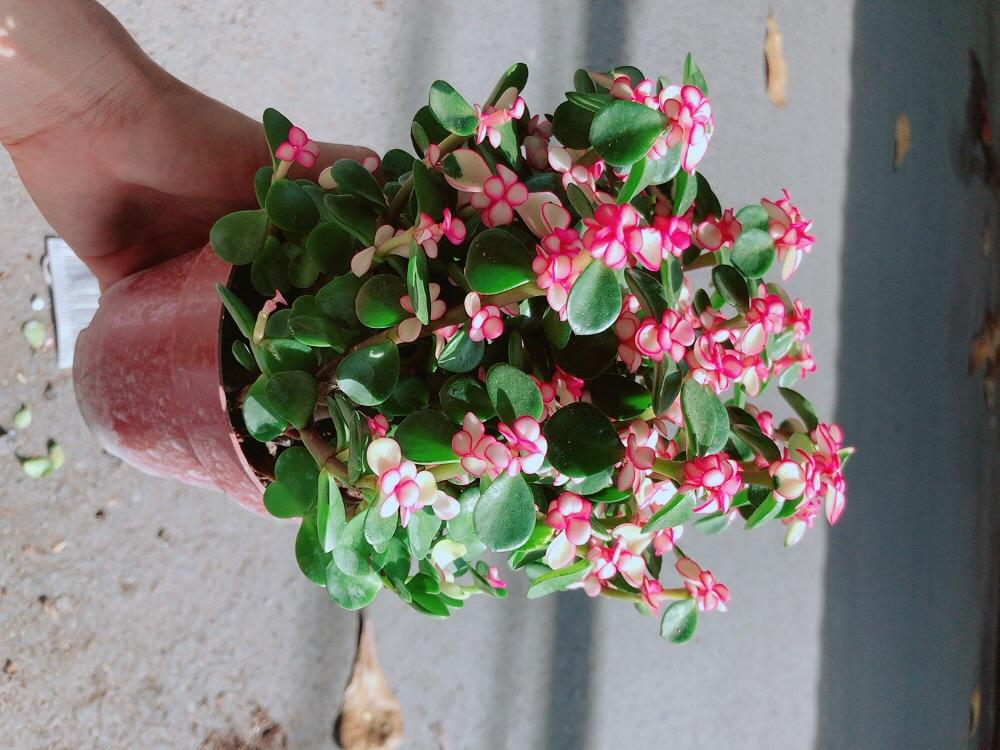 Chậu Cây Cành Vàng Lá Ngọc