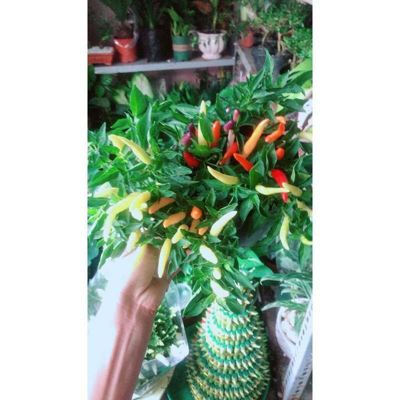 Ớt Ngũ Sắc