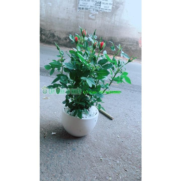 Chậu Cây Hoa Hồng