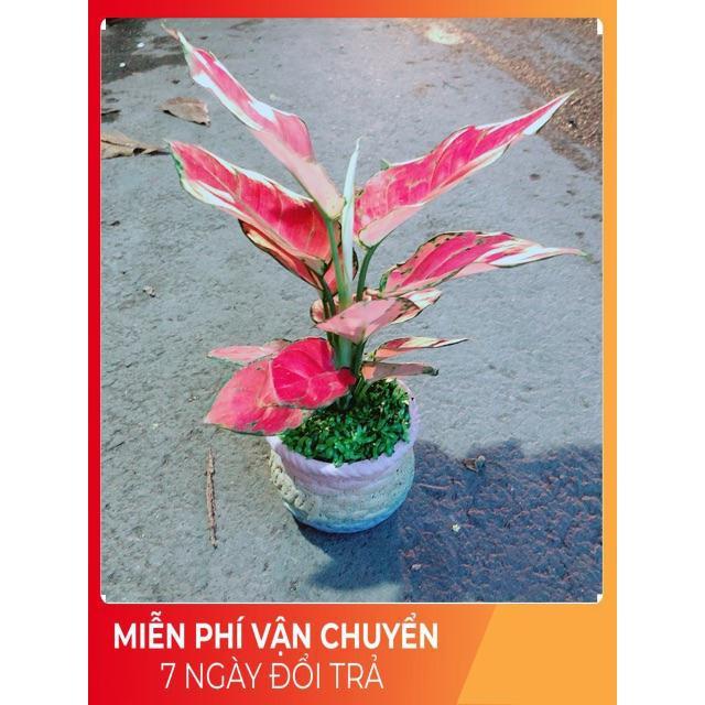 Chậu Vạn Lộc Hồng