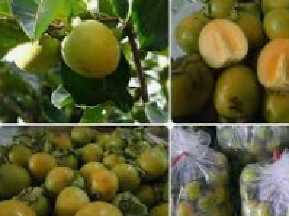 Sản phẩm Cây Ăn Trái Cây giống hồng giòn không hạt Nhật Bản