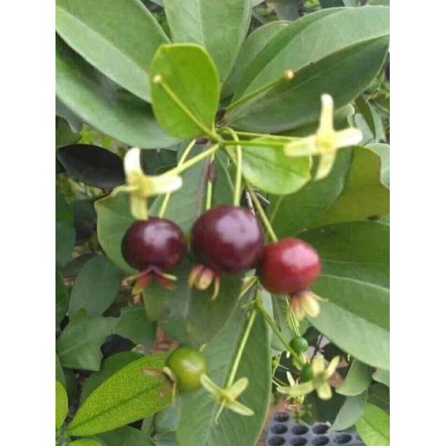 Sản phẩm CÂY GIỐNG CHERRY BRAZIL