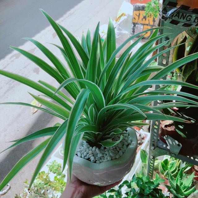 Chậu cây lan chi