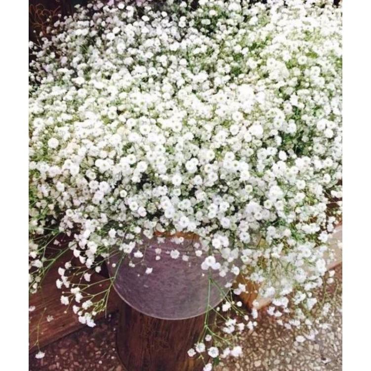 Hạt giống hoa baby trắng - 100hạt/gói