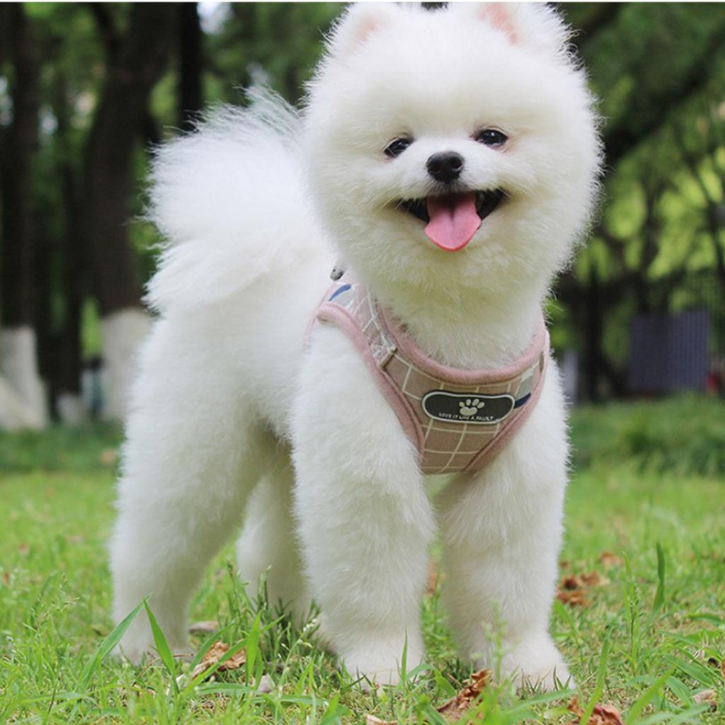2x Breathable Dog Harness Vest Pet Harness For Small Medium Puppy Cats