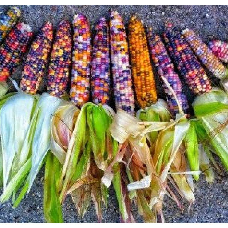 Hạt Giống Ngô nhiều gói 30 hạt-tặng kèm gói phân bón lót