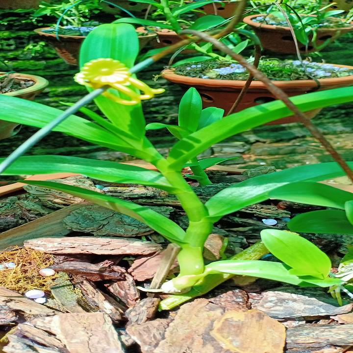 Hoa lan phi điệp - 5ct người đẹp bình dương