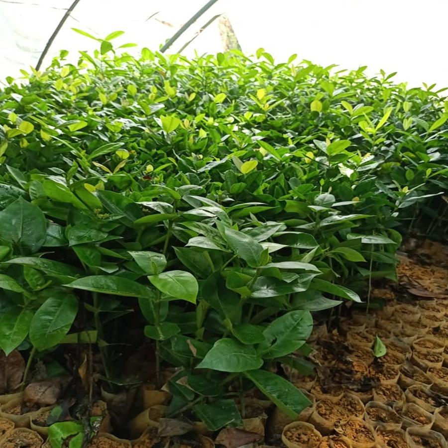 Cây Mẫu Đơn Ta 70cm