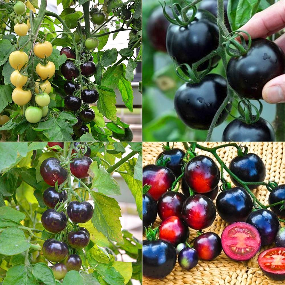 Hạt Giống Cà Chua Cherry Đen Lai F1