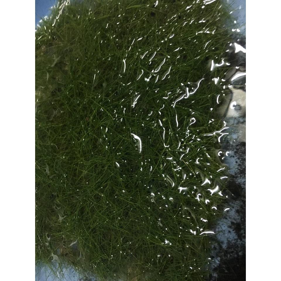 Ngưu Mao Chiên Lùn Xòe