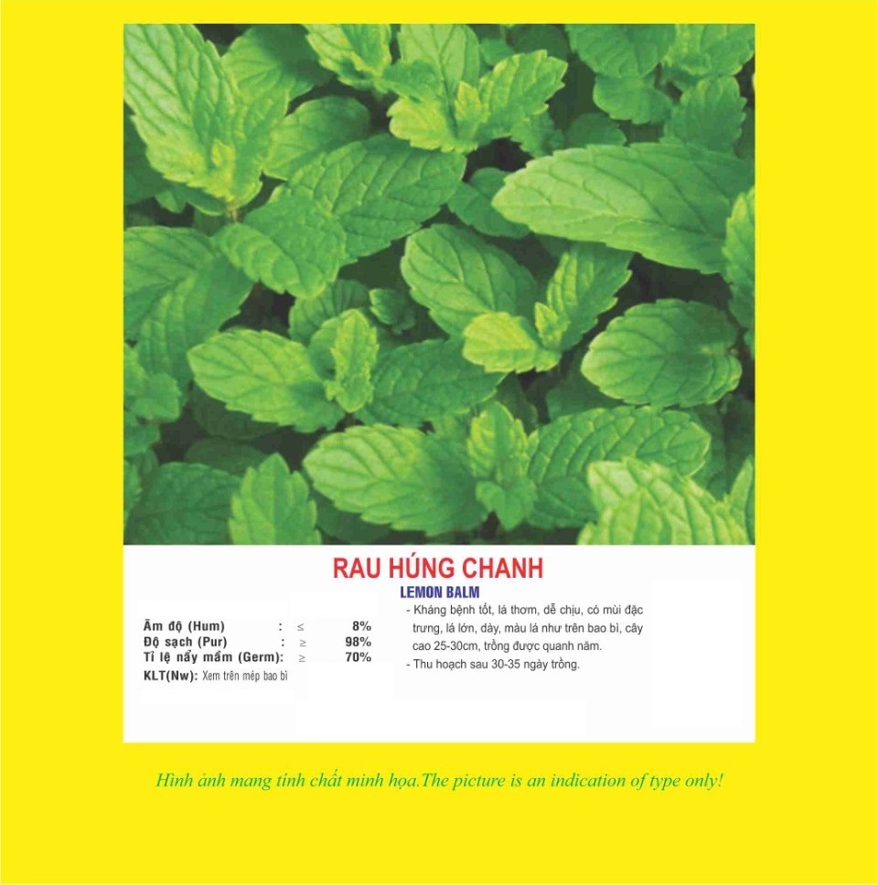 Hạt giống rau Húng chanh - rau tần lá mỏng VTP51