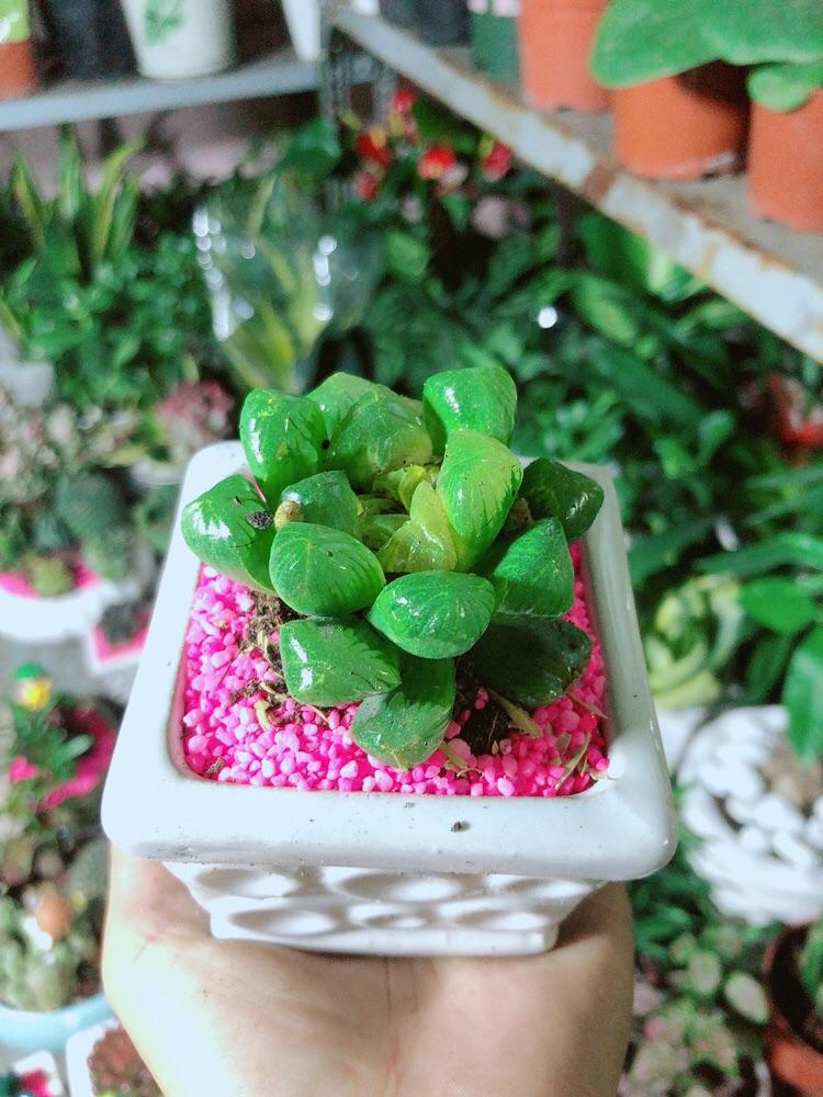 Chậu Cây Kim Cương Xanh Lá