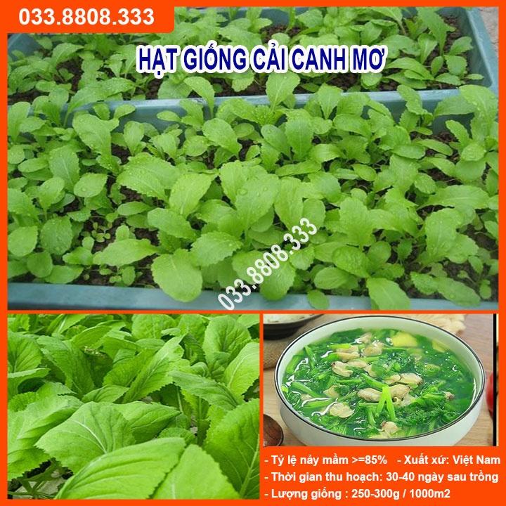 Hạt giống rau cải canh mơ 20gram - rau trồng quanh năm