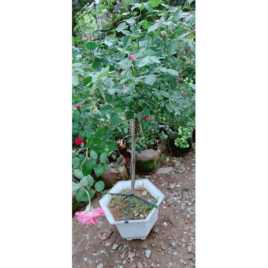 Hồng Cổ Sapa Cao 1m2