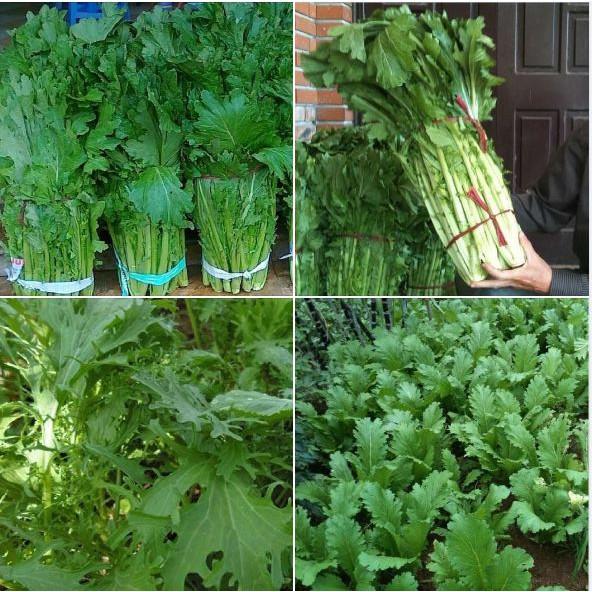 Hạt giống rau cải mèo - 1 gói 20gr