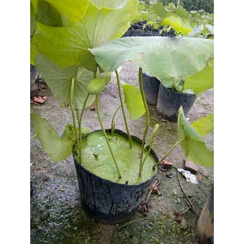 100 Chậu 25x21x21cm nhựa PE dẻo trồng cây bền từ 5 đến 10 năm-77307