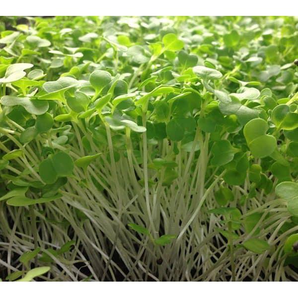 Hạt giống mầm thảo dược Methi Phú Nông - 1 gói 20gram