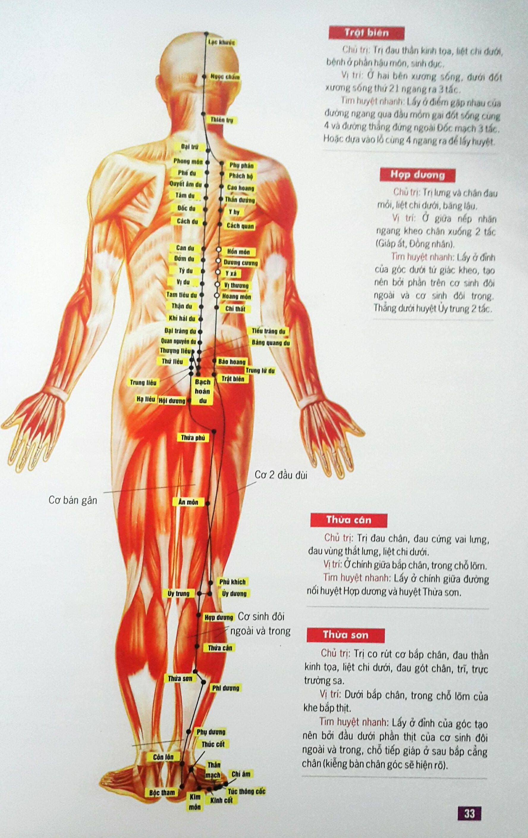 Huyệt Vị Kinh Lạc Cơ Thể Người