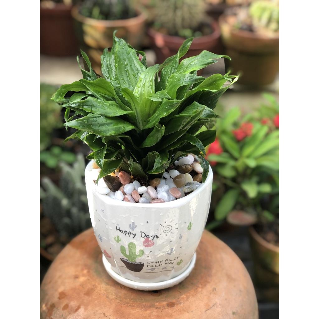 Chậu sứ cây Phát Tài Nhật để bàn