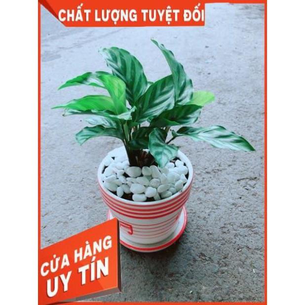 Chậu Đuôi Công Xanh