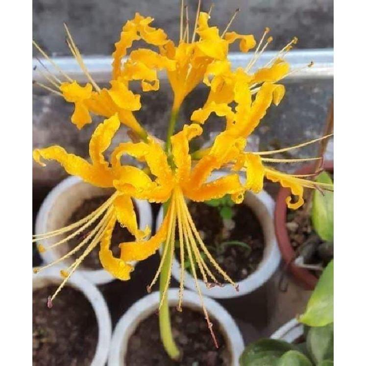Củ giống hoa bỉ ngạn hoa màu vàng