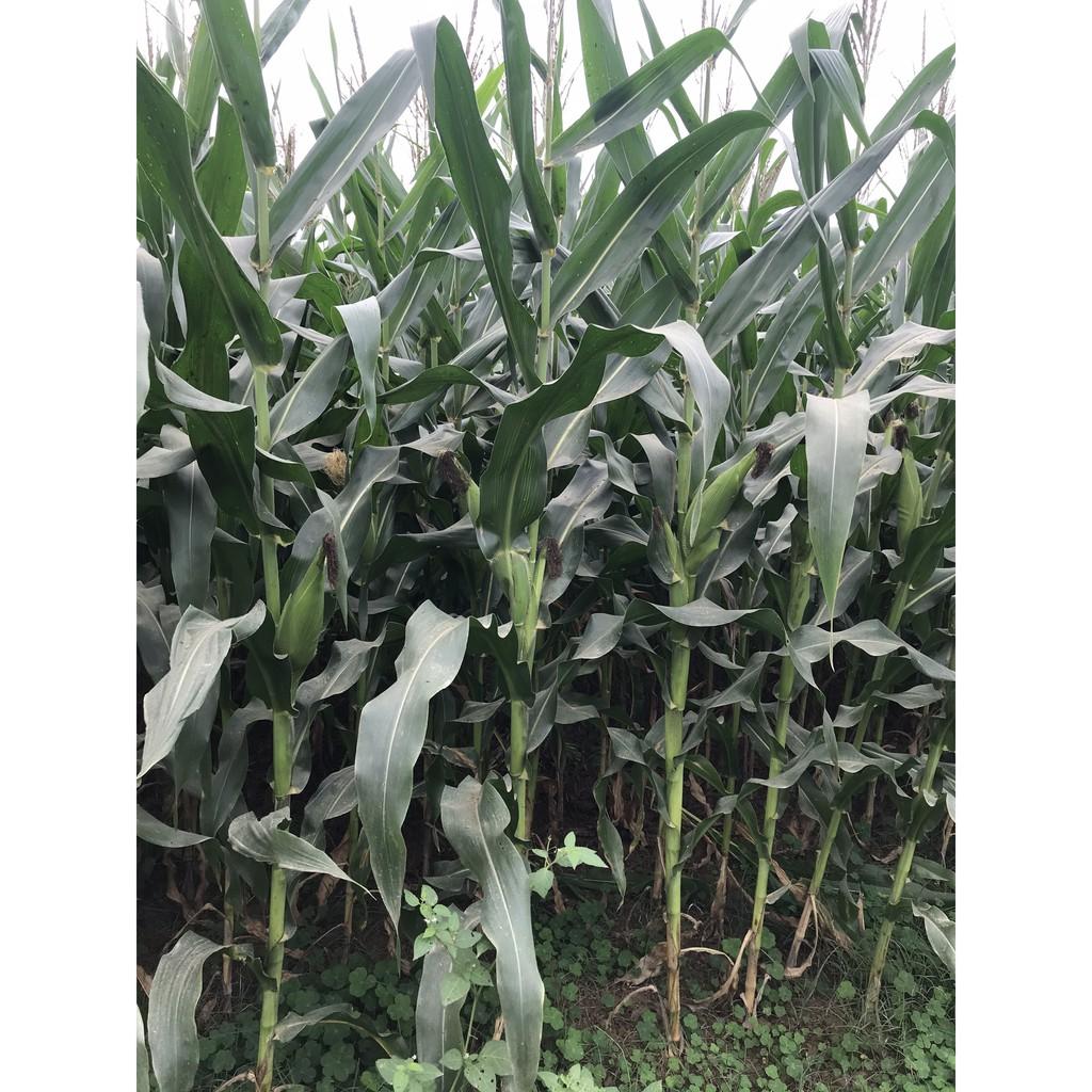 Hạt giống ngô lai F1 MK399 1kg