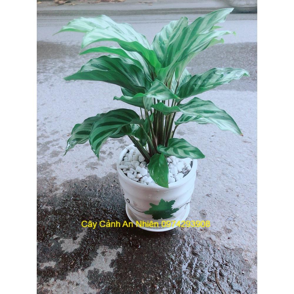 Chậu Đuôi Công Xanh