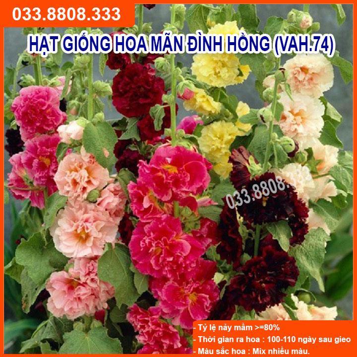 HẠT GIỐNG HOA MÃN ĐÌNH HỒNG NẢY MẦM CỰC CHUẨN